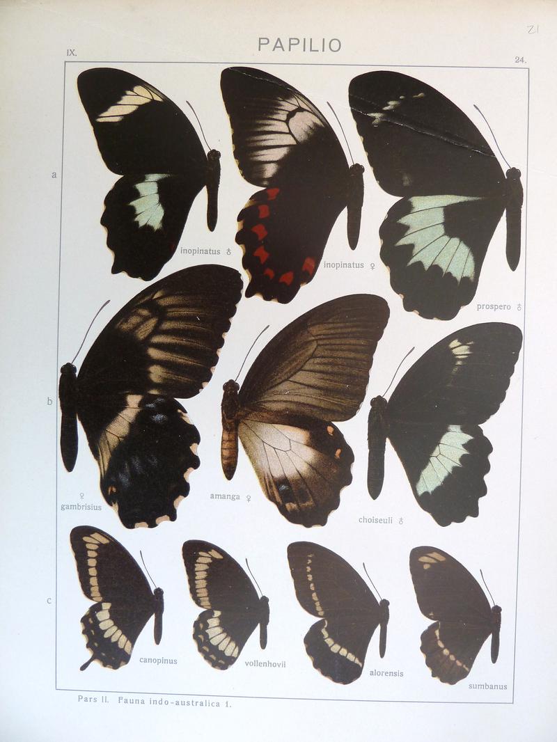 c1 c2 c3 Canopus Swallowtails upperwings c4 Canopus Swallowtail sumbanus form upperwing