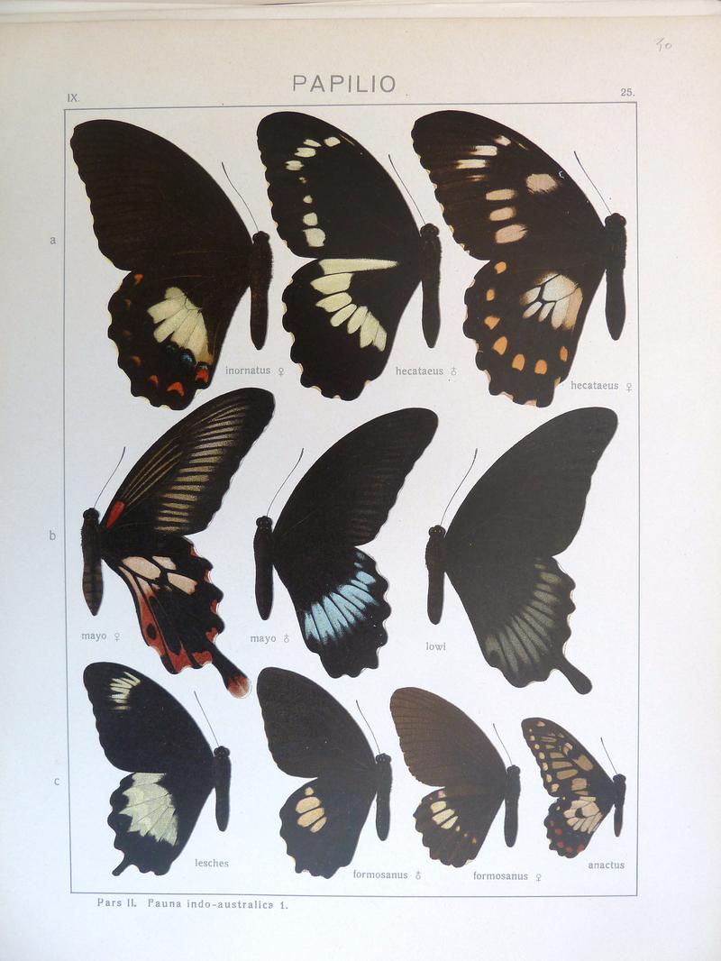 c2 Common Raven male upperwing c3 Common Raven female upperwing c4 Dingy Swallowtail upperwing