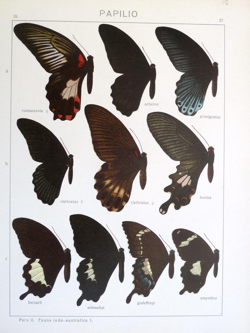 c1 Canopus Swallowtail upperwing c3 Godeffroys Swallowtail upperwing c4 Norfolk Swallowtail upperwing