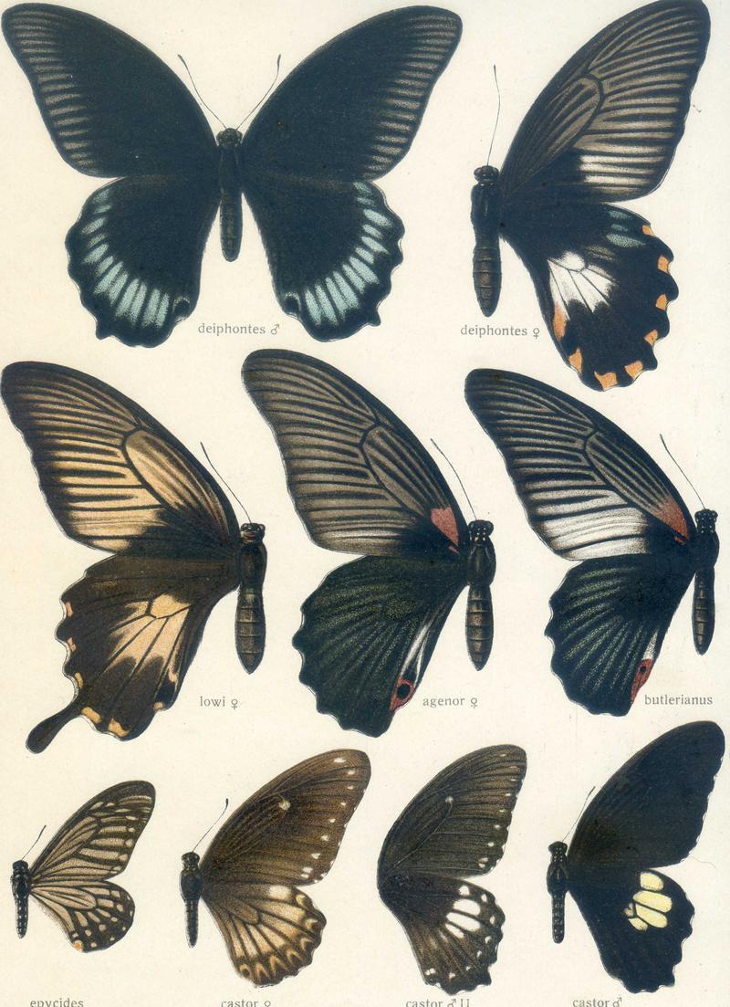 c1 Lesser Mime upperwing c2 Common Raven female upperwing c3 Common Raven male underwing c4 Common Raven male upperwing