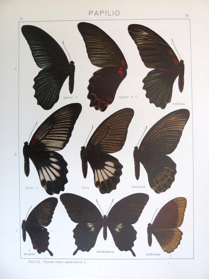 c1 Common Mormon female upperwing c2 Canopus Swallowtail mordingtoni form upperwing c3 Canopus Swallowtail upperwing