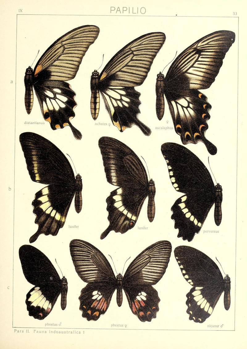 Seitz9FaunaIndoAustralicaPlate33