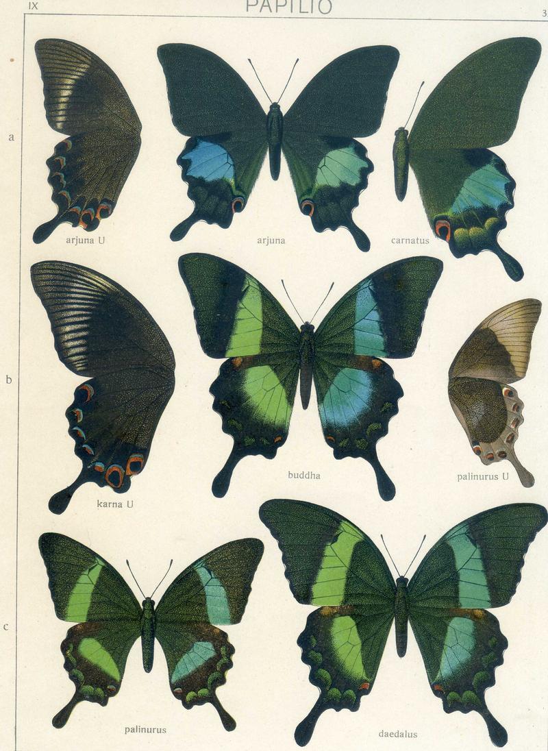 c1 c2 Banded Peacock Swallowtails upperwings