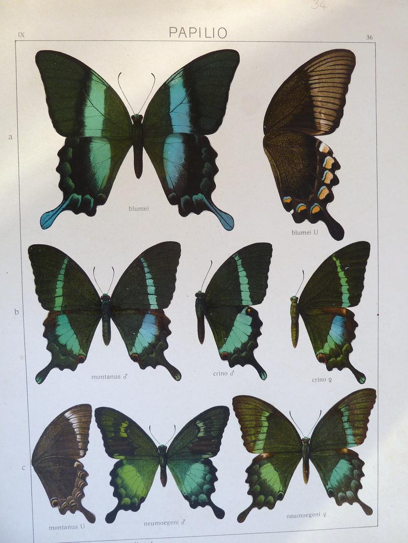 c1 Common Banded Peacock Swallowtail montanus form underwing