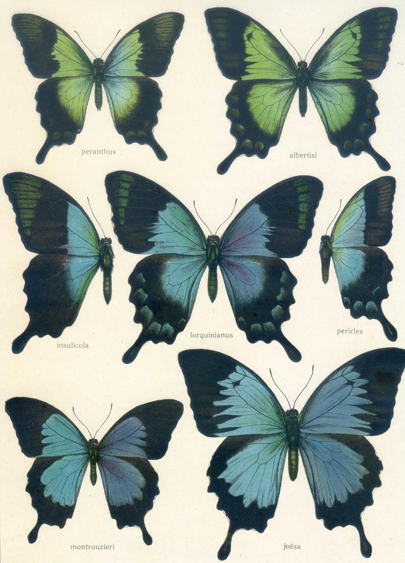 c1 Montrouziers Ulysses upperwing c2 Ulysses Butterfly upperwing