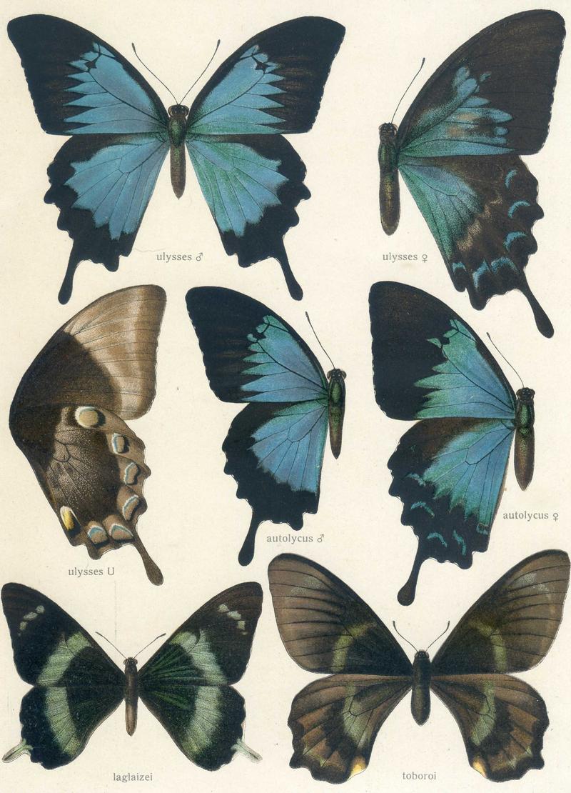 b1 Ulysses Butterfly underwing b2 Ulysses Butterfly male upperwing b3 Ulysses Butterfly female upperwing