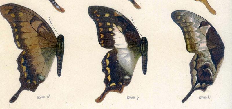 Seitz9FaunaIndoAustralicaPlate39 gyas