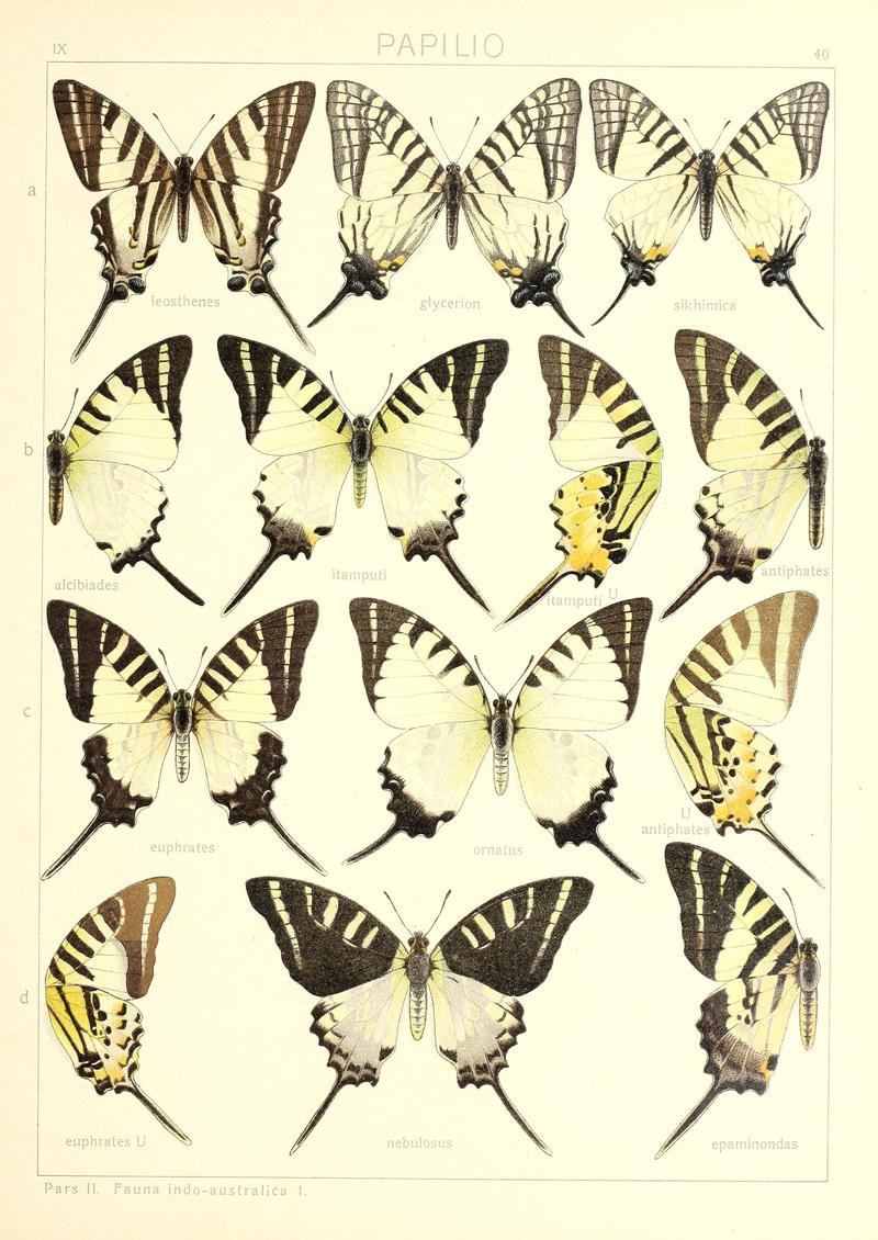 Seitz9FaunaIndoAustralicaPlate40