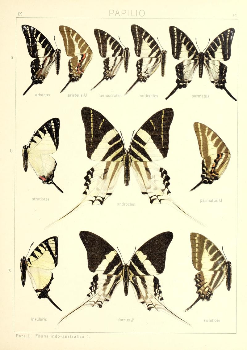 Seitz IndoAustralian Plate 41