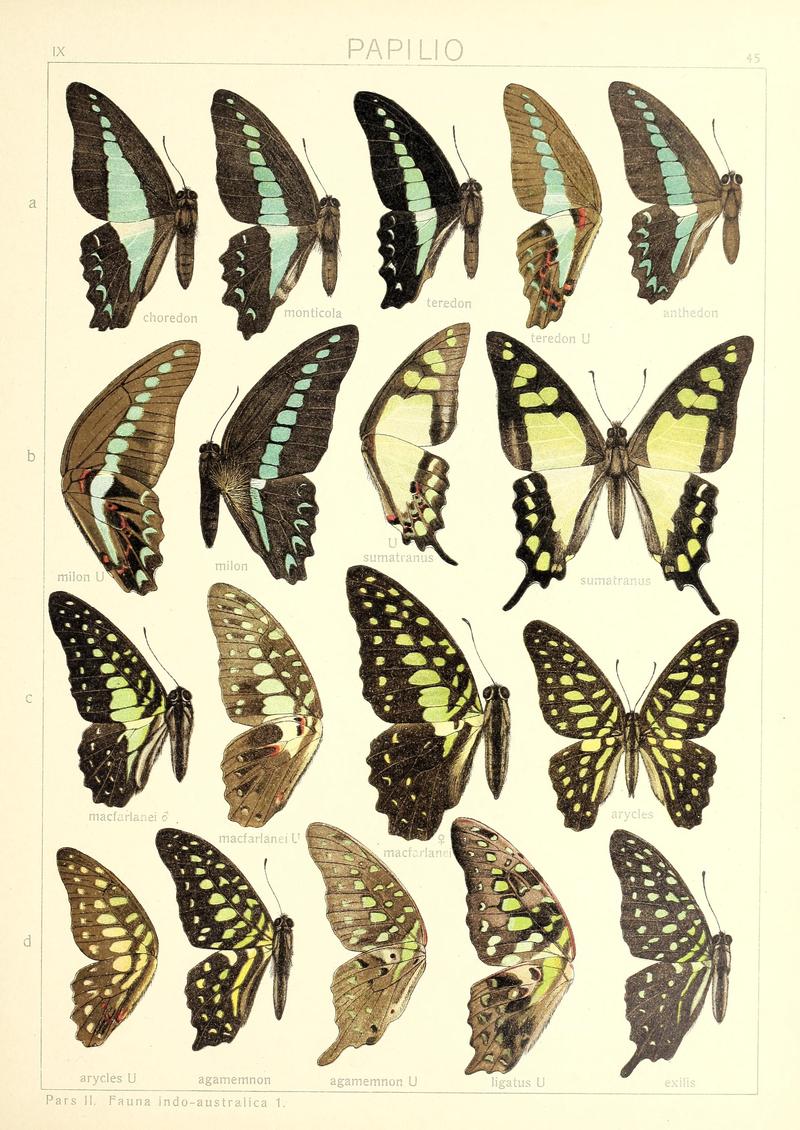 Seitz9FaunaIndoAustralicaPlate45