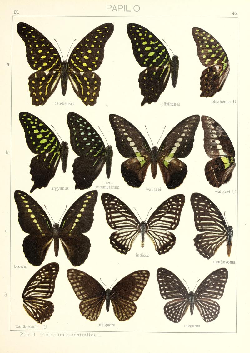 Seitz9FaunaIndoAustralicaPlate46