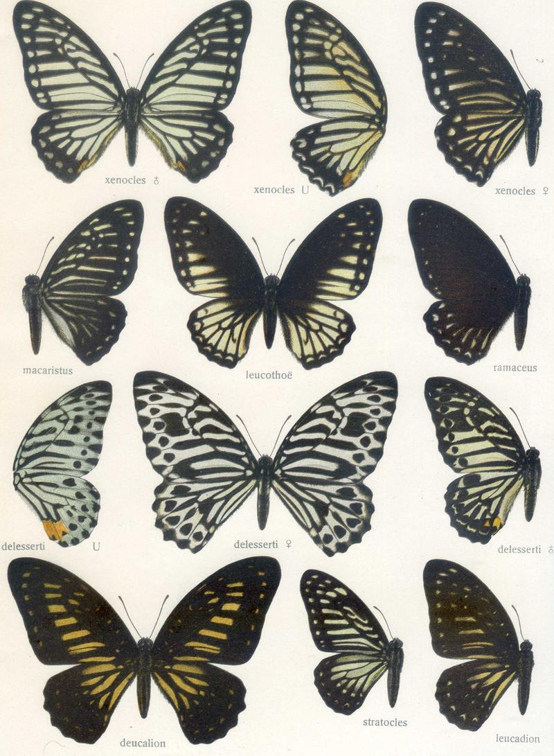 d1 d3 Yellow Zebras upperwings