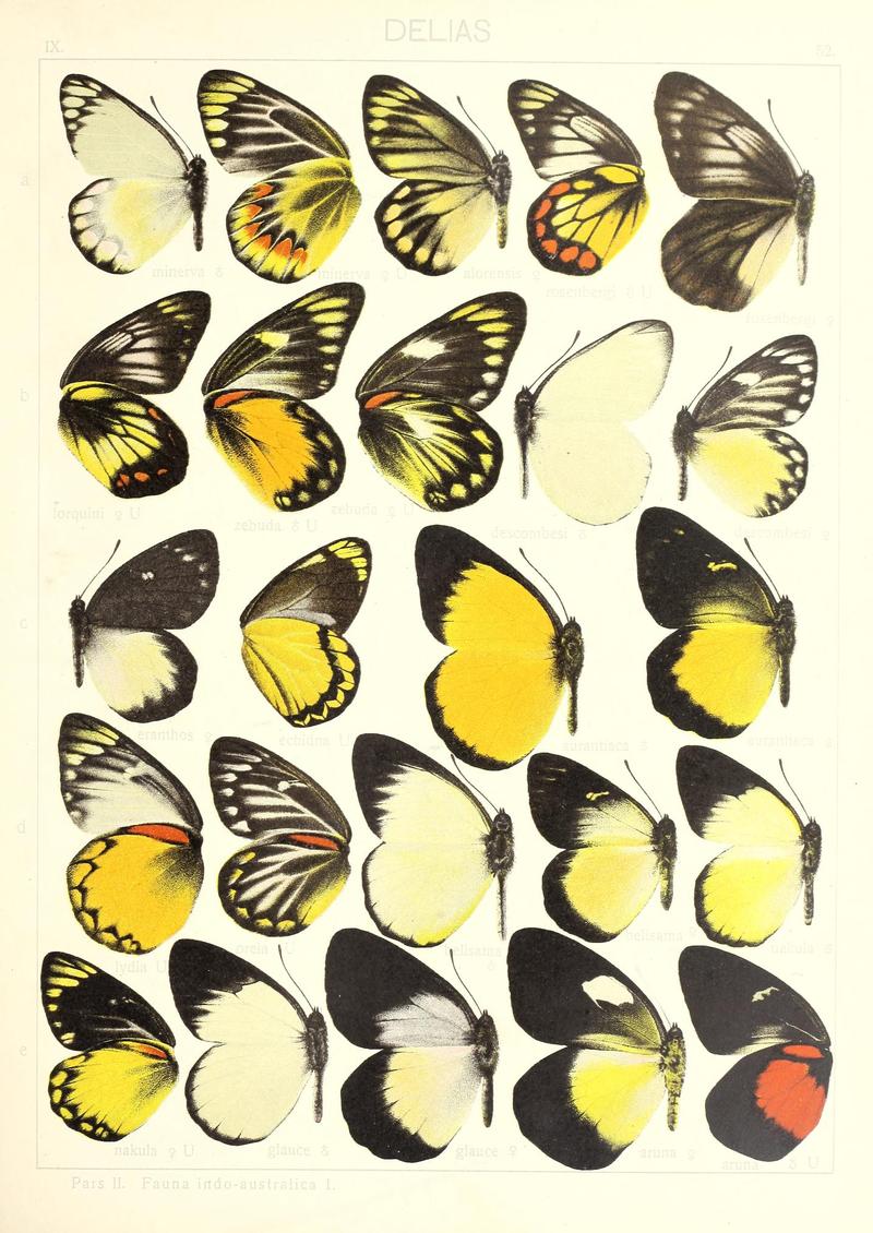 Seitz9FaunaIndoAustralicaPlate52