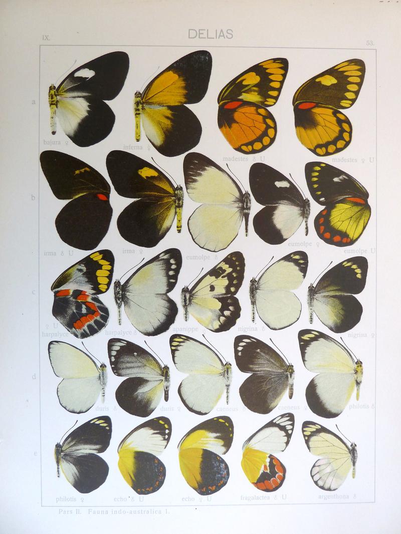 Seitz9FaunaIndoAustralicaPlate53
