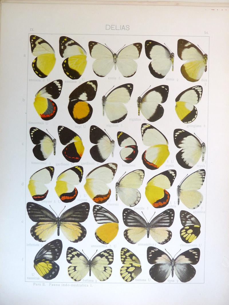 Seitz9FaunaIndoAustralicaPlate54
