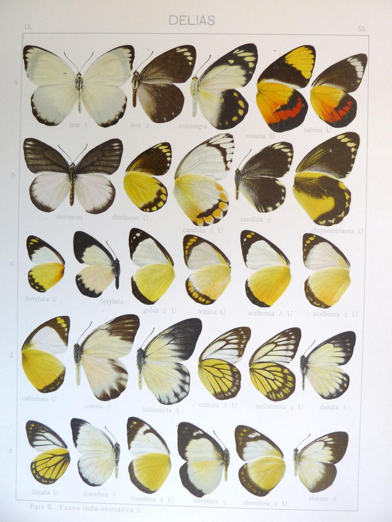 Seitz9FaunaIndoAustralicaPlate55
