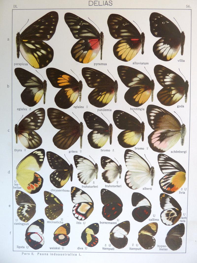 Seitz9FaunaIndoAustralicaPlate56