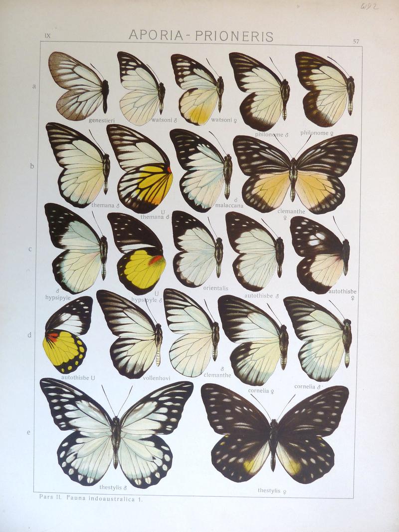 Seitz9FaunaIndoAustralicaPlate57