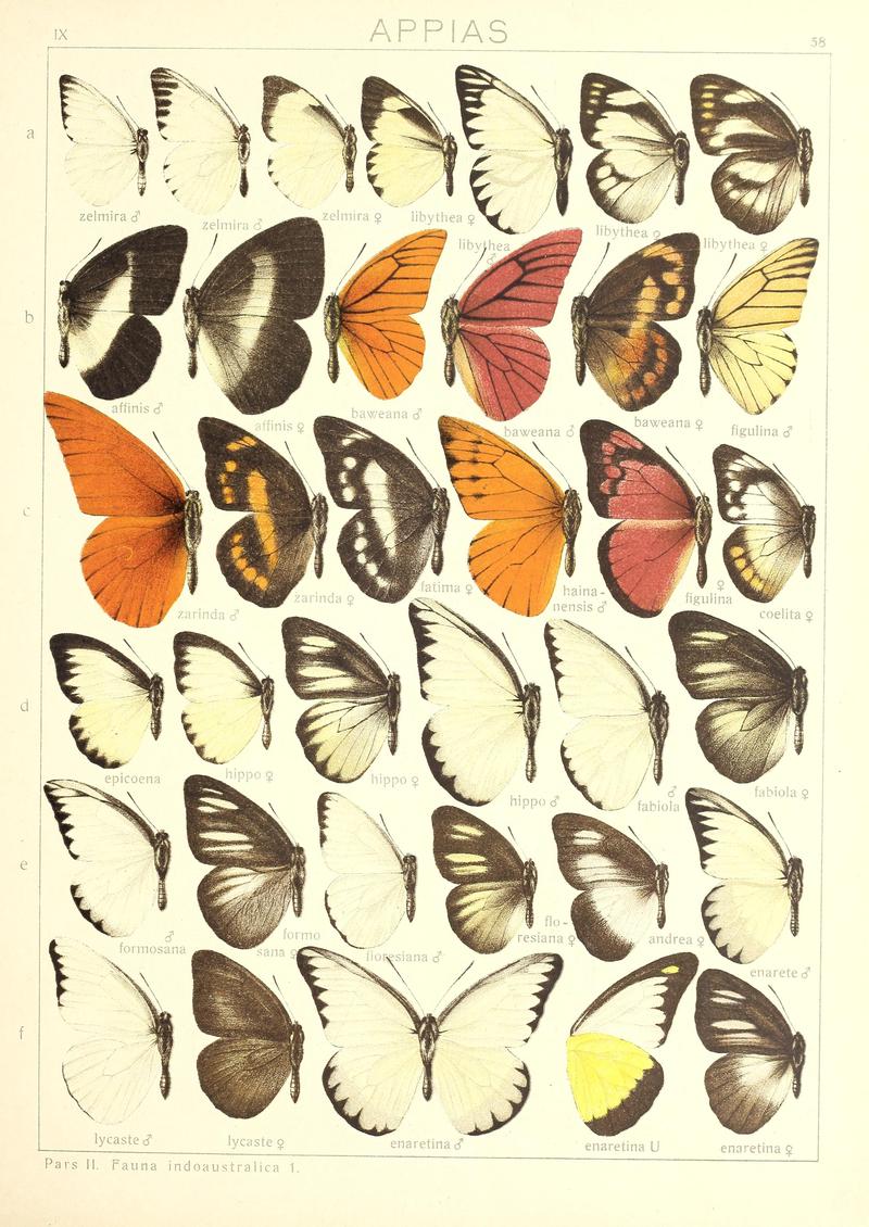 Seitz9FaunaIndoAustralicaPlate