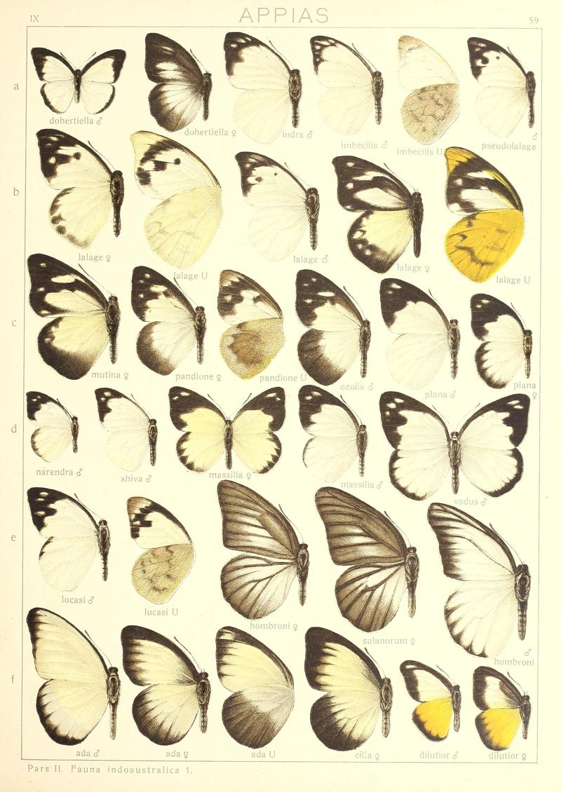 Seitz9FaunaIndoAustralicaPlate