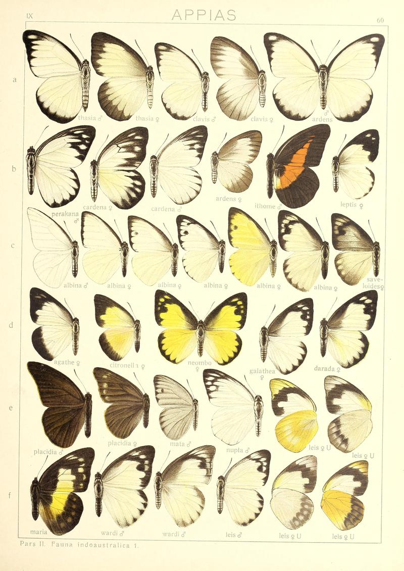 Seitz9FaunaIndoAustralicaPlate