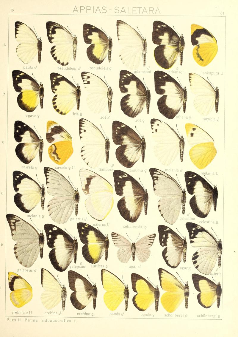 Seitz9FaunaIndoAustralicaPlate