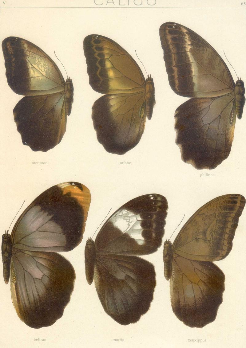 Seitz9FaunaIndoAustralicaPlate63