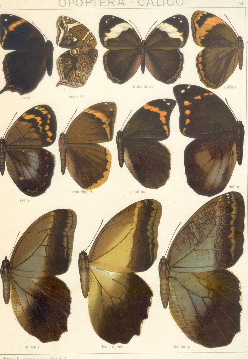 Seitz9FaunaIndoAustralicaPlate64