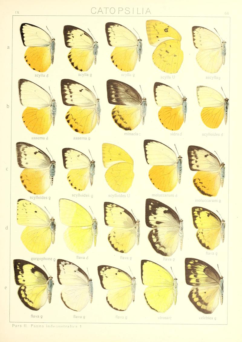Seitz9FaunaIndoAustralicaPlate68