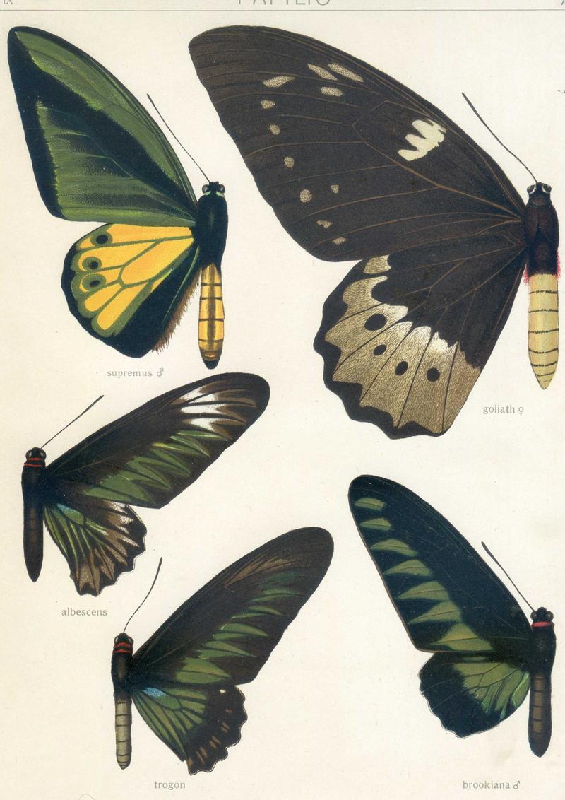 c1 Rajah Brookes Birdwing upperwing c2 Rajah Brookes Birdwing male upperwing