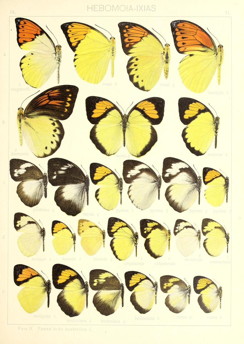 Seitz9FaunaIndoAustralicaPlate71