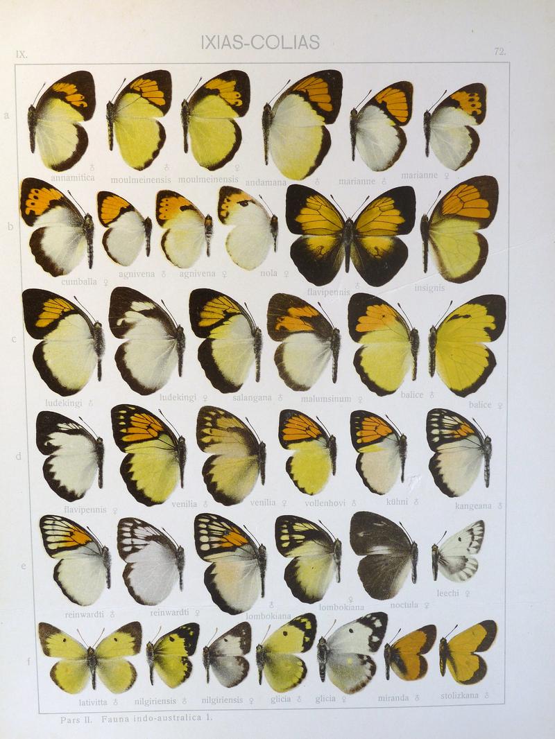 Seitz9FaunaIndoAustralicaPlate72
