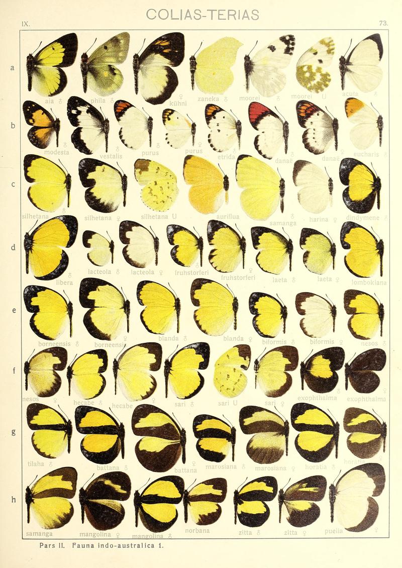 Seitz9FaunaIndoAustralicaPlate73