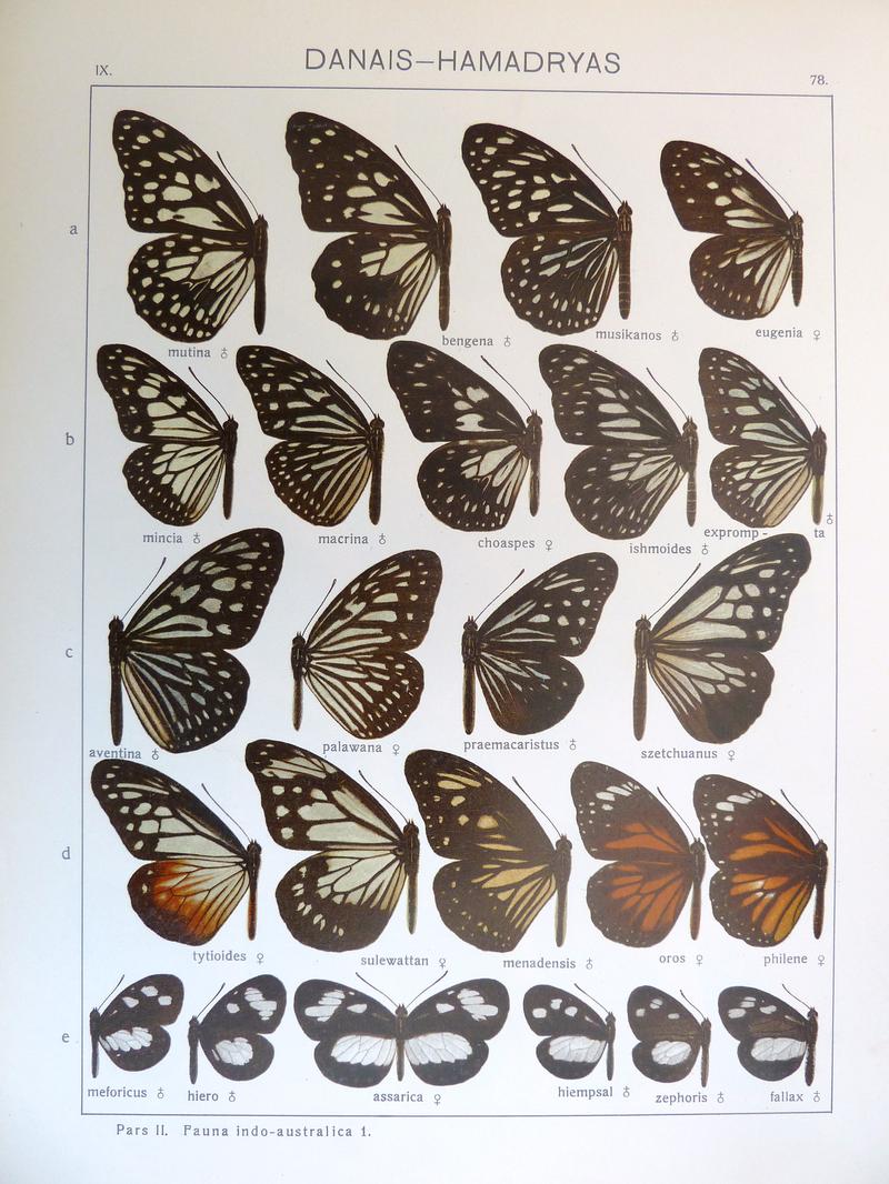 Seitz9FaunaIndoAustralicaPlate78
