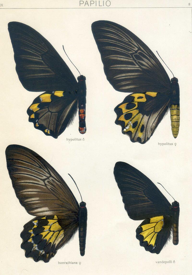 b1 Van de Polls Birdwing female upperwing b2 Van de Polls Birdwing male upperwing