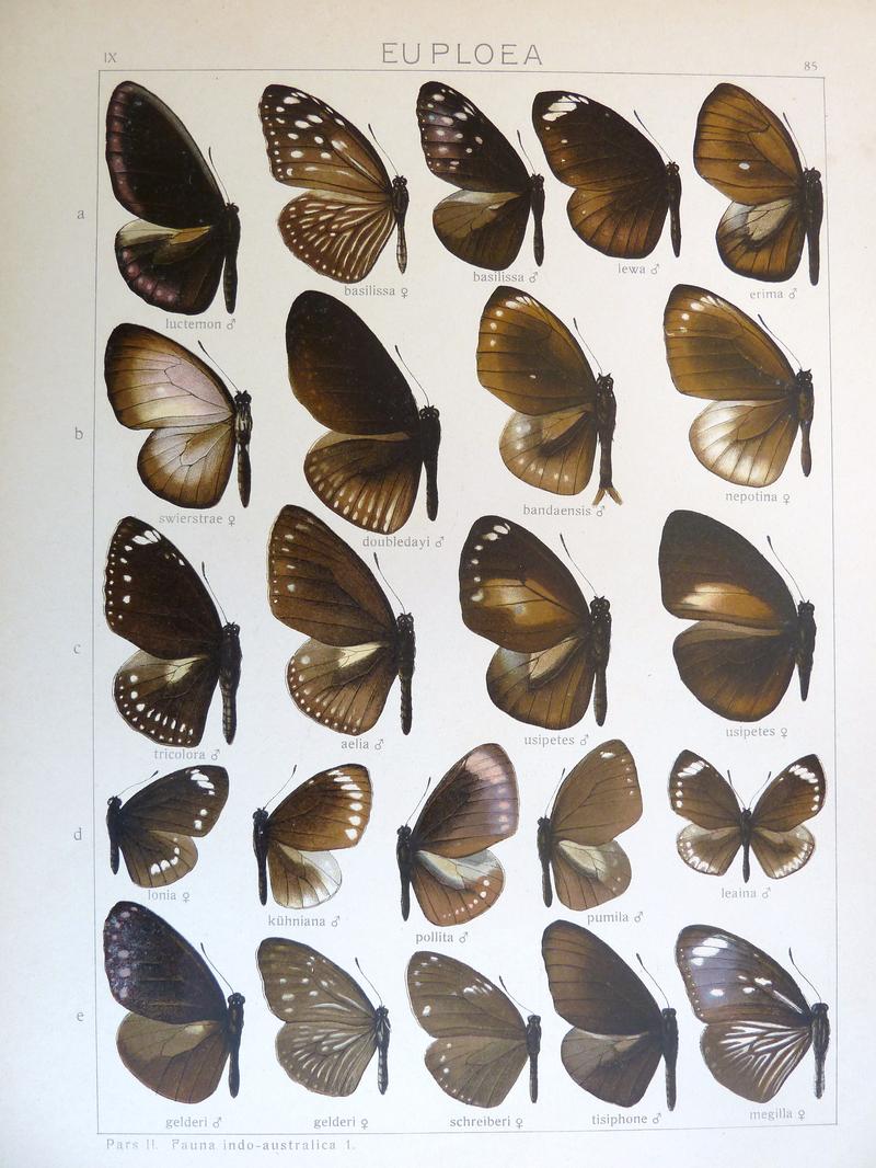 Seitz9FaunaIndoAustralicaPlate85