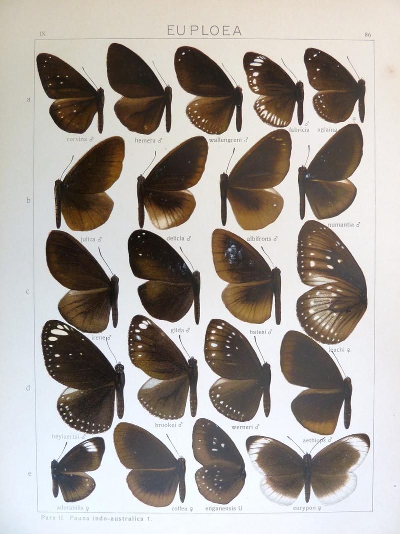 Seitz9FaunaIndoAustralicaPlate86