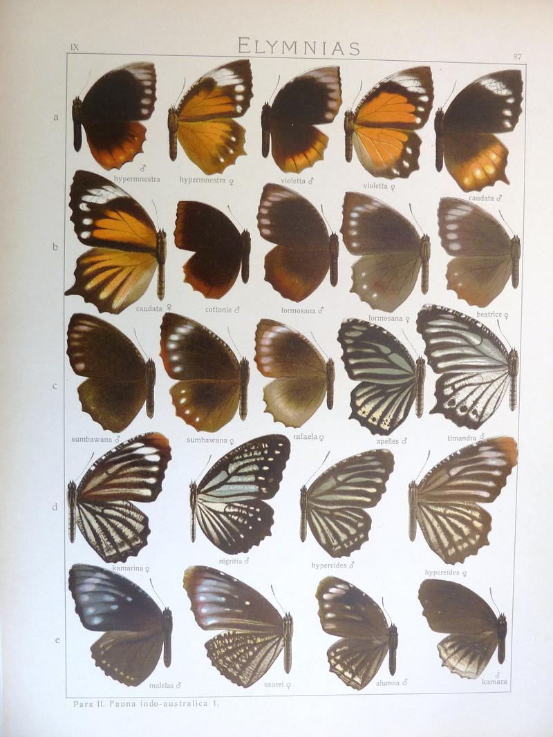 Seitz9FaunaIndoAustralicaPlate87
