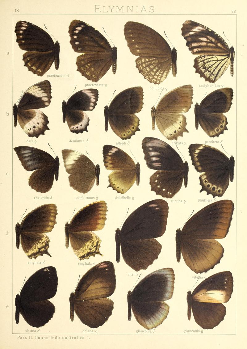 Seitz9FaunaIndoAustralicaPlate88