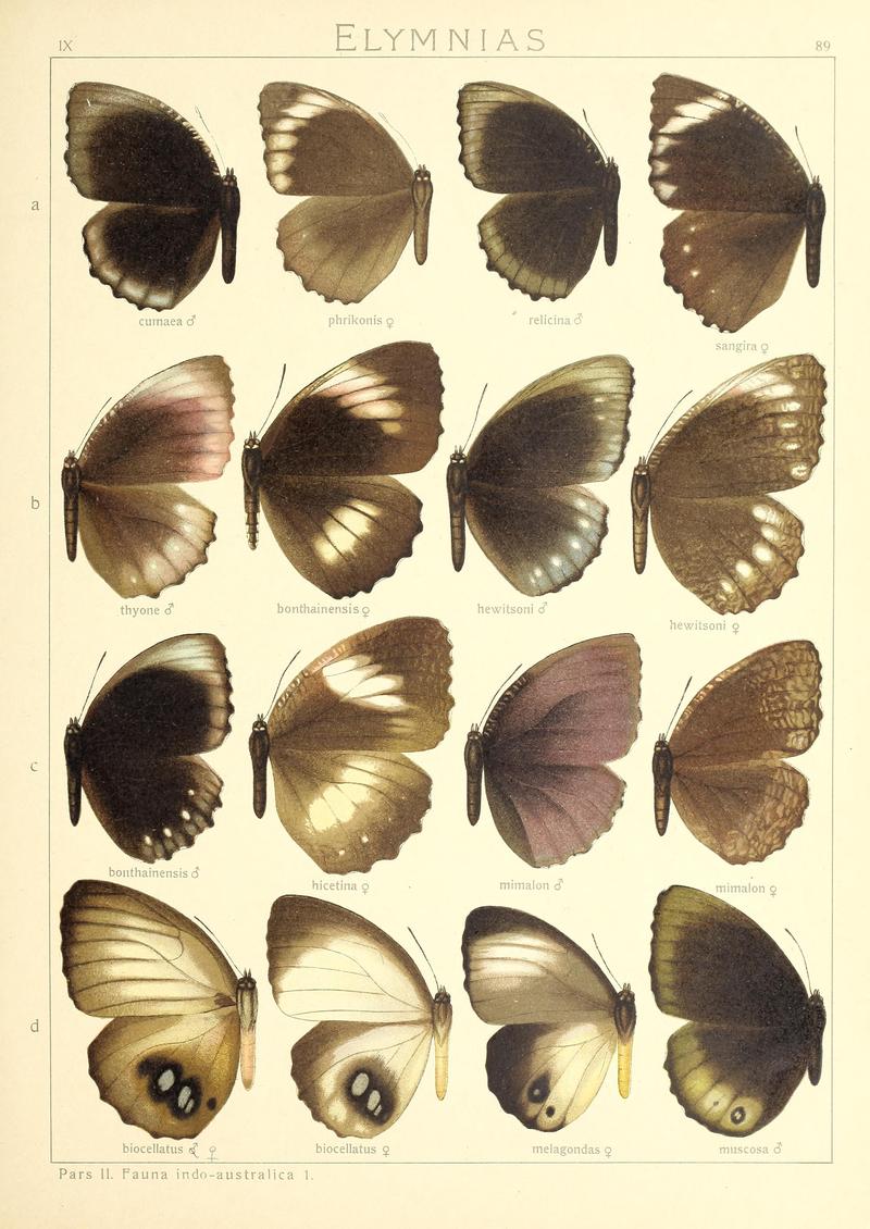 Seitz9FaunaIndoAustralicaPlate89