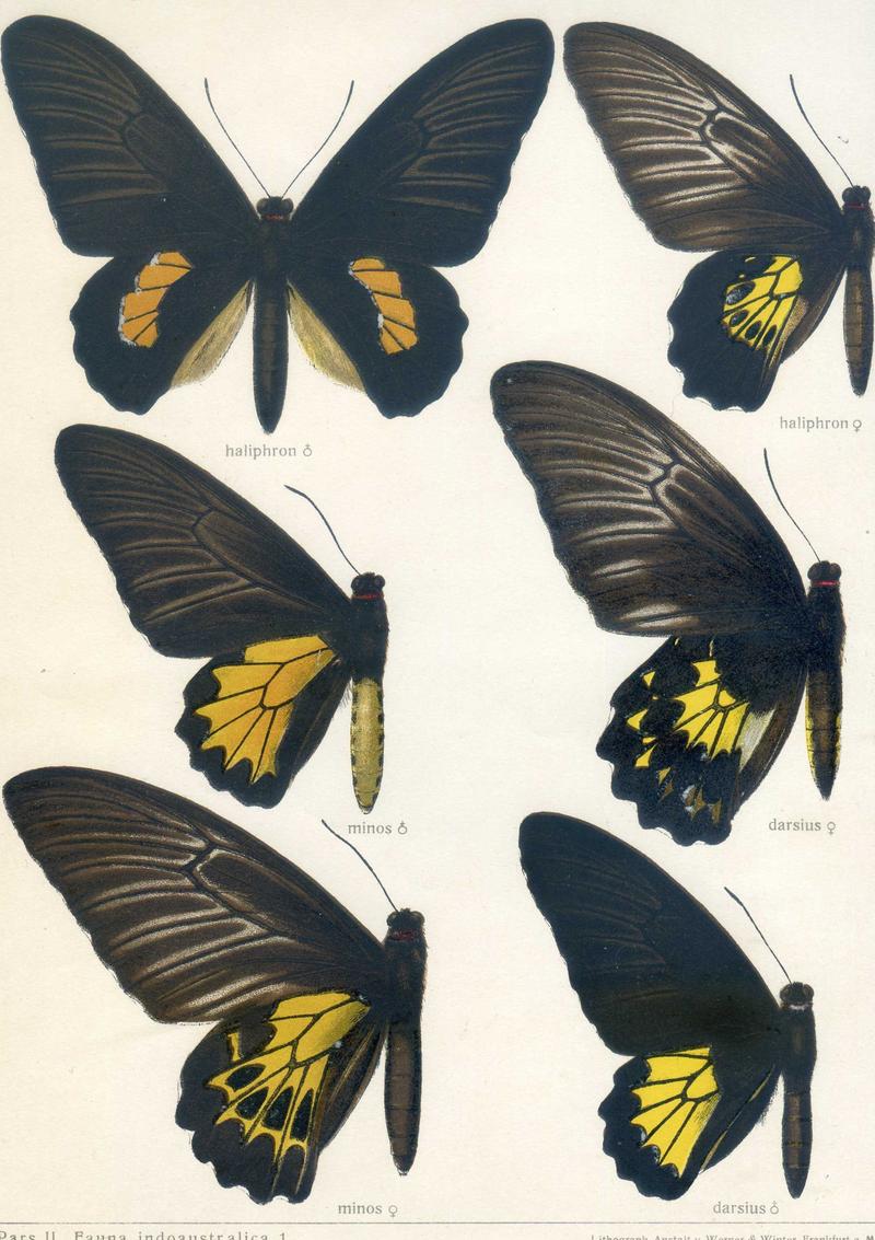 c1 Southern Birdwing female upperwing c2 Sri Lankan Birdwing male upperwing