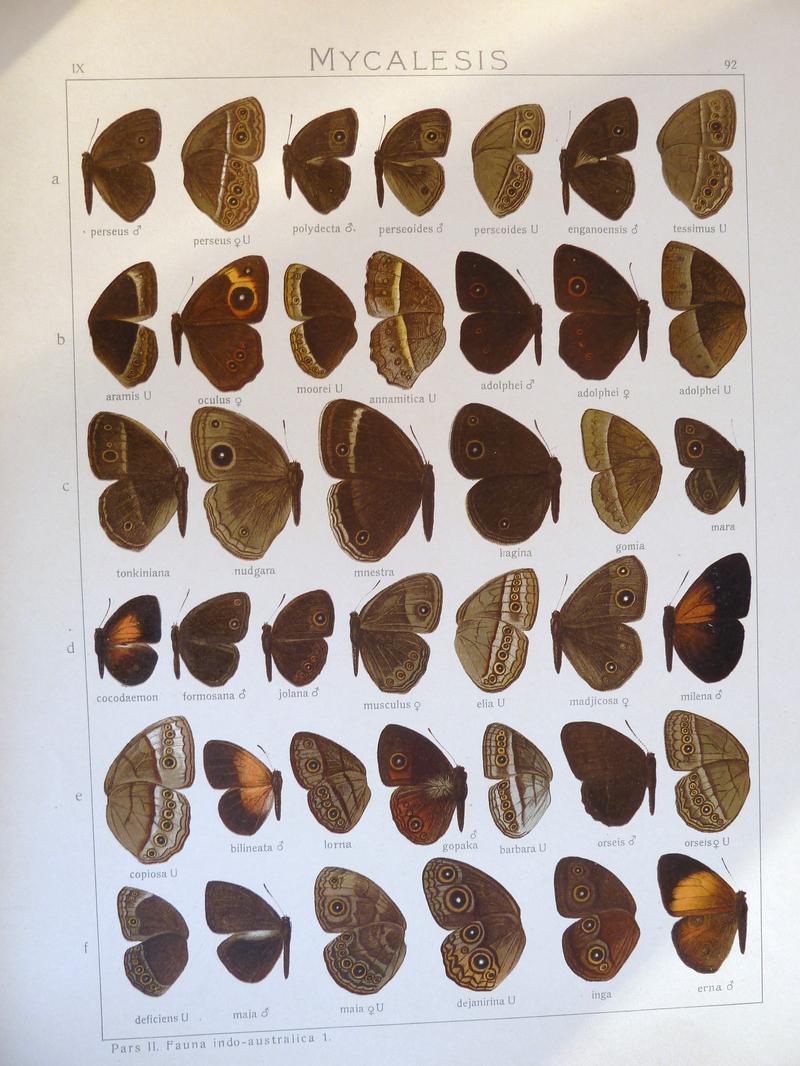 Seitz9FaunaIndoAustralicaPlate92