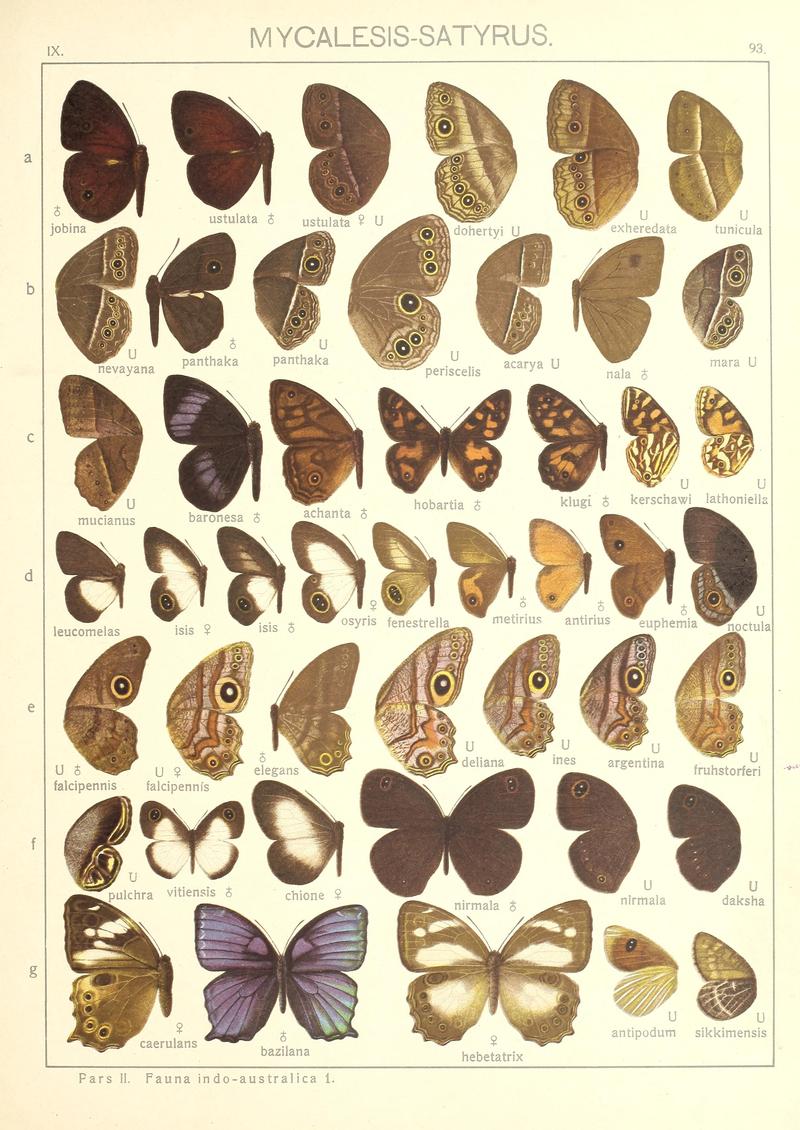 Seitz9FaunaIndoAustralicaPlate93