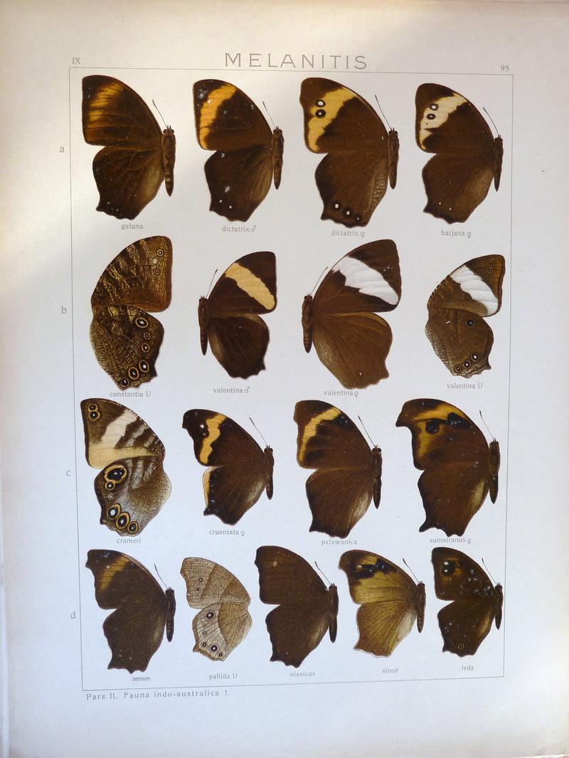 Seitz9FaunaIndoAustralicaPlate95