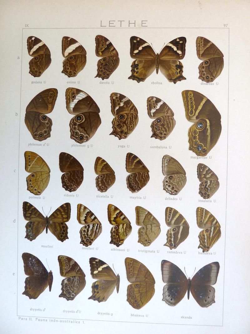 Seitz9FaunaIndoAustralicaPlate97