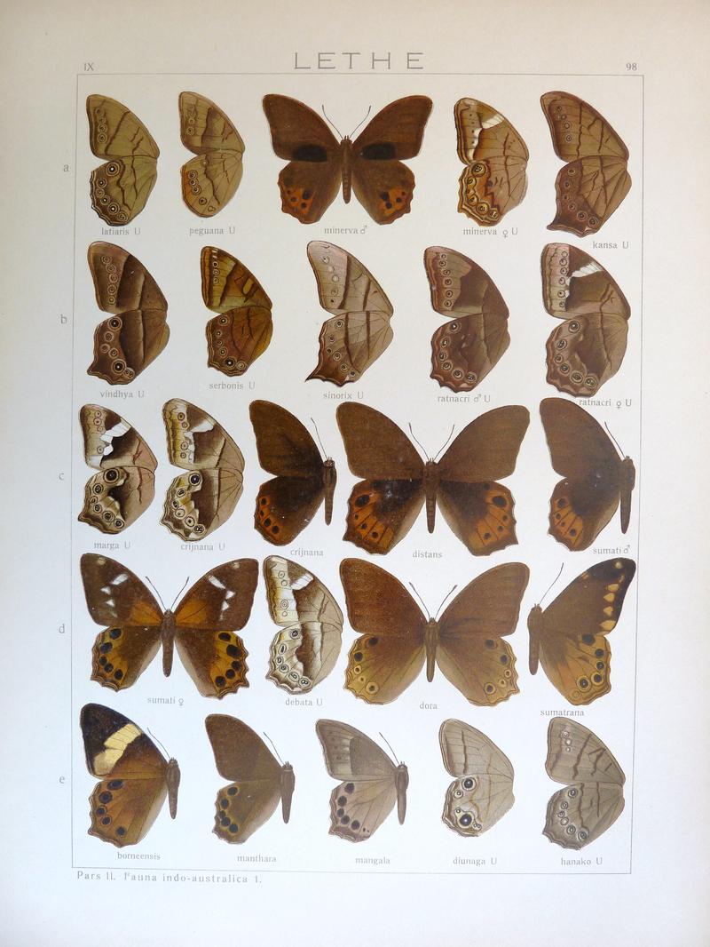 Seitz9FaunaIndoAustralicaPlate98