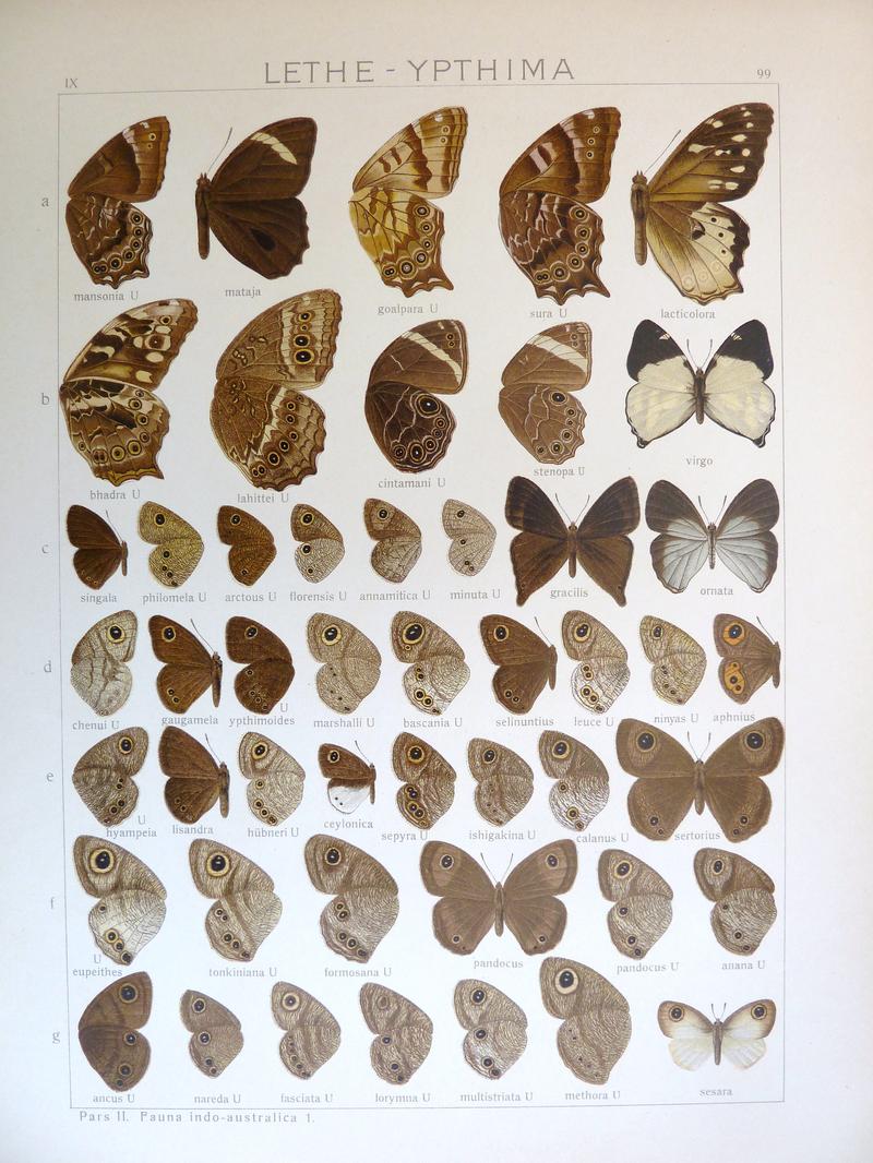Seitz9FaunaIndoAustralicaPlate99
