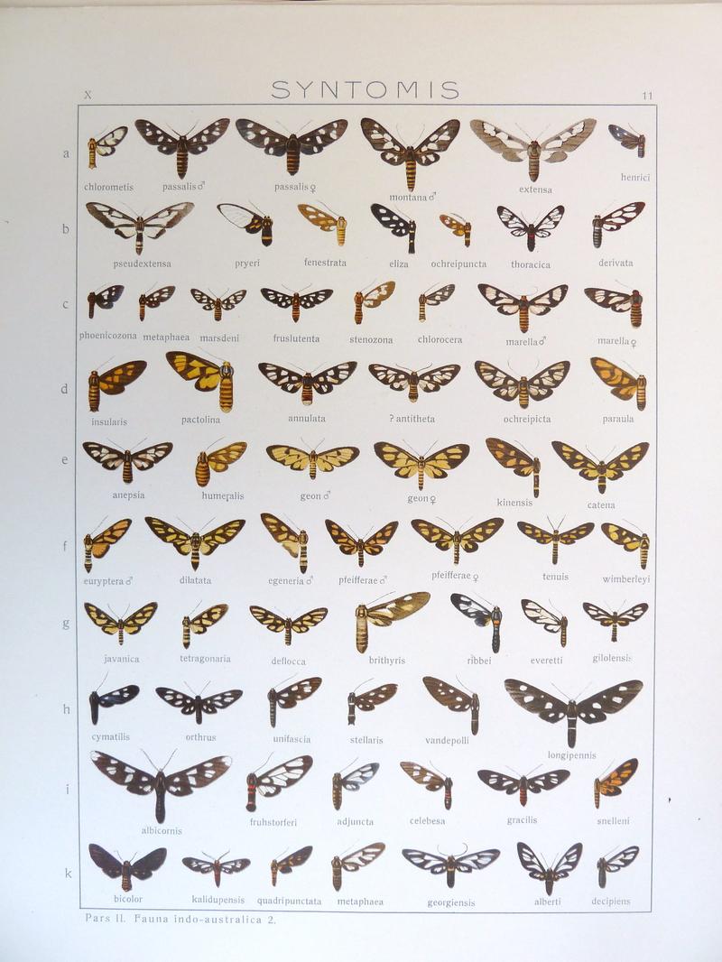 Seitz9FaunaIndoAustralicaV2Plate12