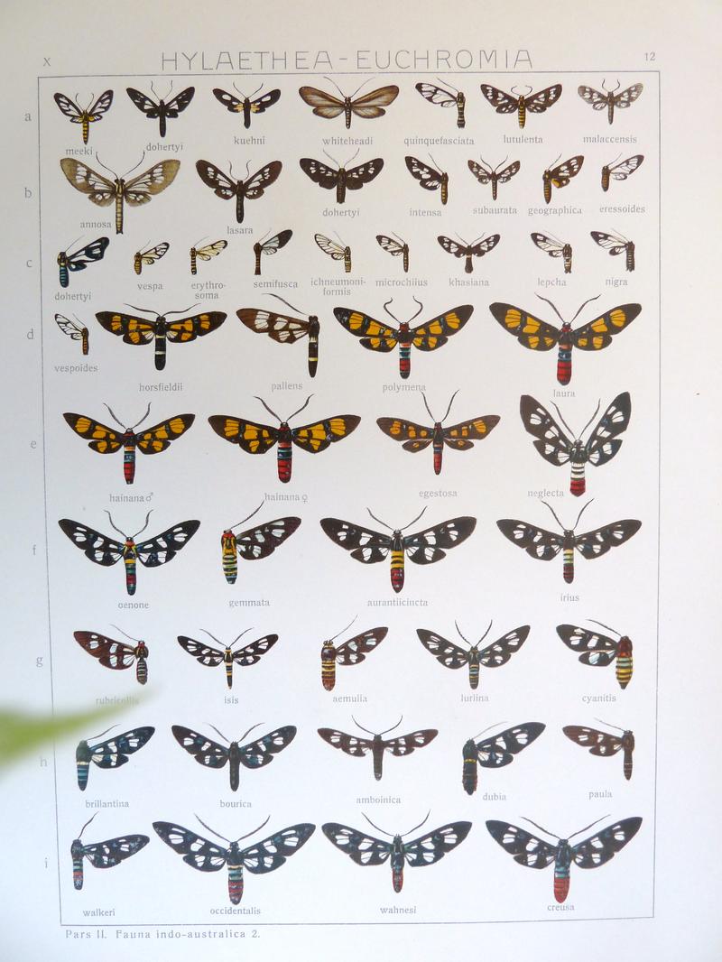 Seitz9FaunaIndoAustralicaPlate