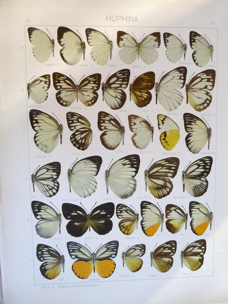Seitz9FaunaIndoAustralica Plate63